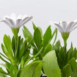 Shrubs Osteospermum Ecklonis Serenity White