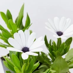 Shrubs Osteospermum Ecklonis Serenity White