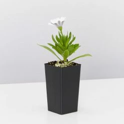 Shrubs Osteospermum Ecklonis Serenity White