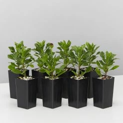 Plants In A Box Osteospermum Zion Red 'African Daisy" Border Plants