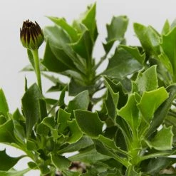 Plants In A Box Osteospermum Zion Red 'African Daisy" Border Plants