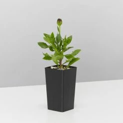 Plants In A Box Osteospermum Zion Red 'African Daisy