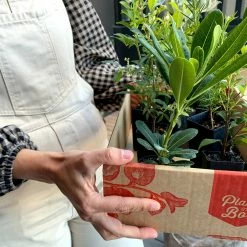 Shrubs A Mixed Box Full Of Outdoor Plants Plant Packs
