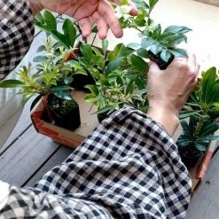 Shrubs A Mixed Box Full Of Outdoor Plants Plant Packs