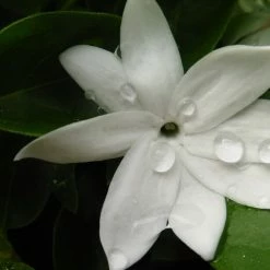 Shrubs Jasminum Sambac