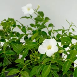 Shrubs Pandorea Jasminoides Lady Di