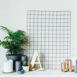 Indoor Garden Chamaedorea Elegans Parlor Palm