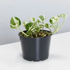 Pot + Plant Gift Box Pothos Snow Queen - Pot + Plant + Soil Easy Care Plants