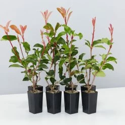 Ozbreed Red Fence™ Photinia X Fraseri ‘CP01’ Pbr Hedging Plants