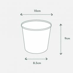 Pot + Plant Gift Box Pothos Marble Queen - Pot + Plant + Soil Pothos 'Devils Ivy'