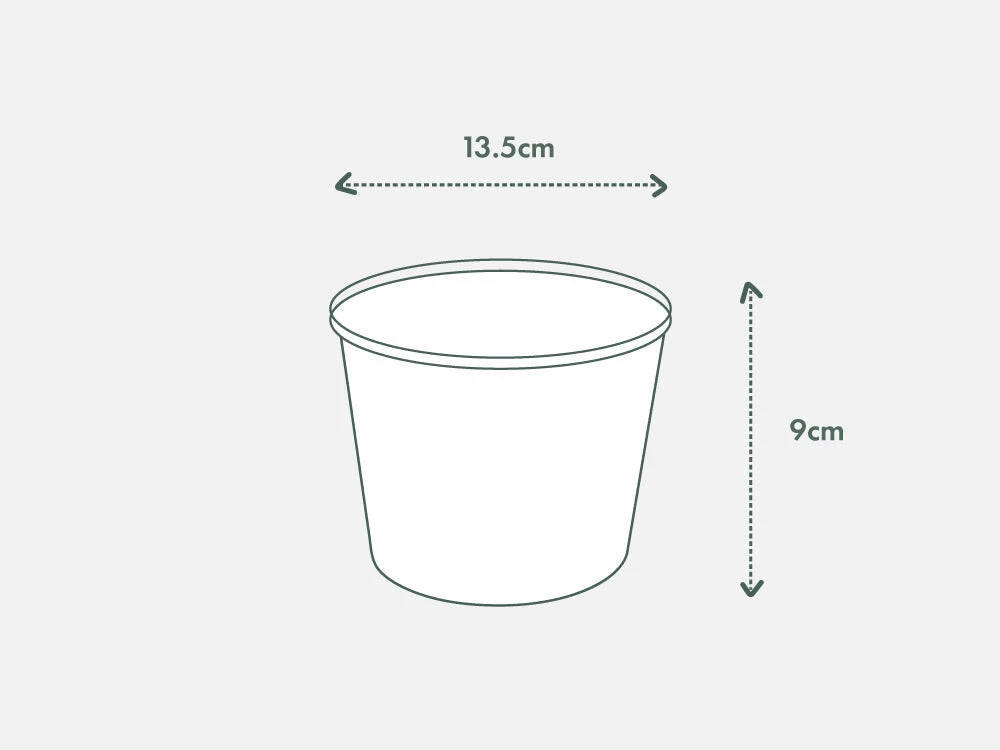 Indoor Garden Pool Friendly Plants Sansevieria Cylindrica Snake Plants 10 Indoor Garden Pool Friendly Plants Sansevieria Cylindrica Snake Plants