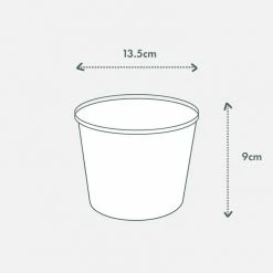 Indoor Garden Philodendron Birkin - 85mm Easy Care Plants 13 Indoor Garden Philodendron Birkin - 85mm Easy Care Plants