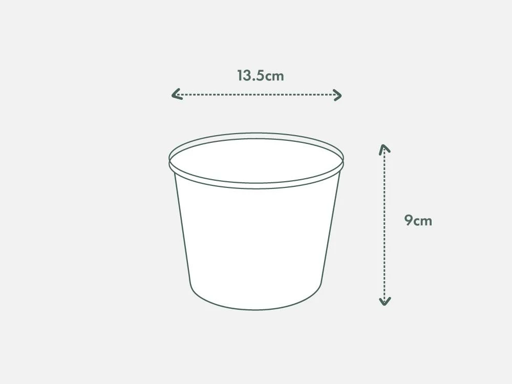 Indoor Garden Philodendron Birkin - 85mm Easy Care Plants 8 Indoor Garden Philodendron Birkin - 85mm Easy Care Plants