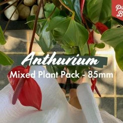 Indoor Garden Anthurium Mixed Pack 85mm