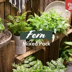 Indoor Garden Fern Mixed Pack