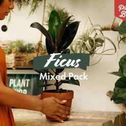 Indoor Garden Assorted Ficus Pack Plant Packs