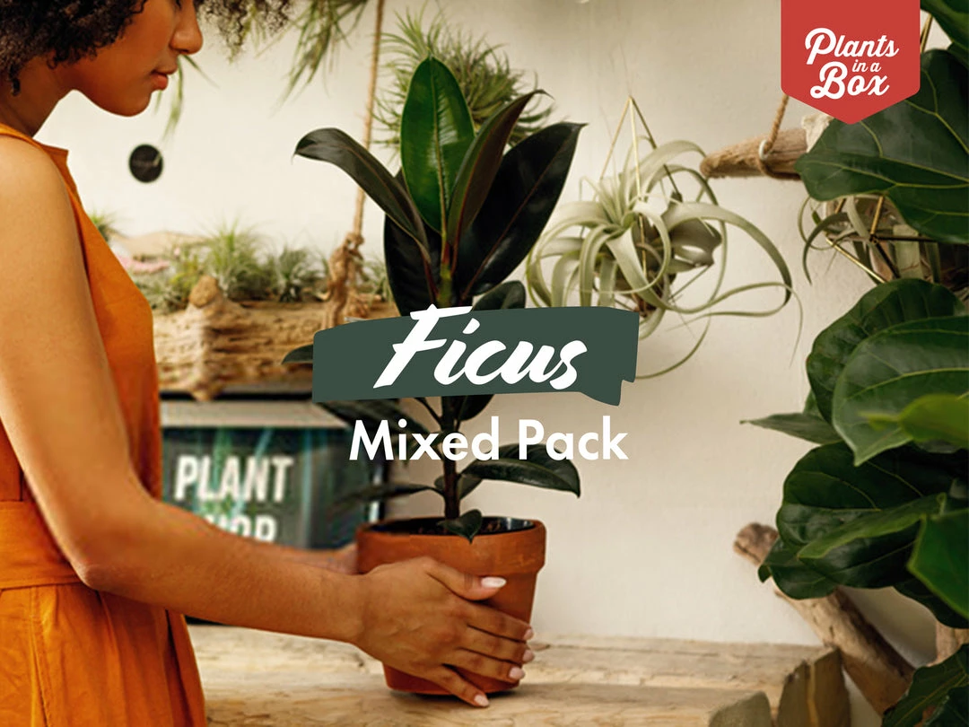 Indoor Garden Assorted Ficus Pack Plant Packs 3 Indoor Garden Assorted Ficus Pack Plant Packs