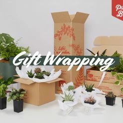 Plants In A Box Birthday Gift Wrapping
