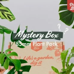Indoor Garden Mystery Houseplant Box 85mm