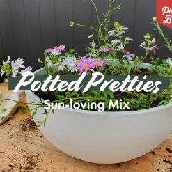 Shrubs Border Plants Sun Loving Potted Pretties Mix
