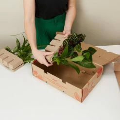 Indoor Garden Air Purifier Houseplant Pack 🌱 Air Purifying