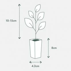 Shrubs Outdoor Assorted Hanging Plants Plant Packs