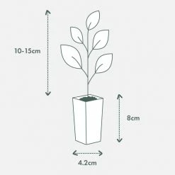 Shrubs Leptospermum Brachyandrum Silver