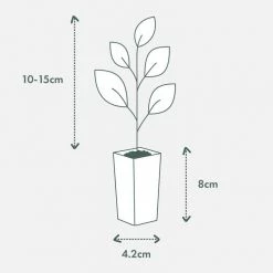 Shrubs Leptospermum Rubrum Nanum Hedging Plants