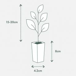 Shrubs Olea Europaea Frantoio 'Olive Tree' 90mm