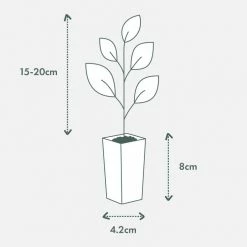 Shrubs Hedging Plants Trachelospermum Yellow Star