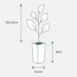 Ozbreed Cosmic White™ Rhaphiolepis Indica ‘RAPH01’ Pbr Shrubs