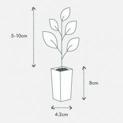 Shrubs Border Plants Potted Pretties Full Shade Mix