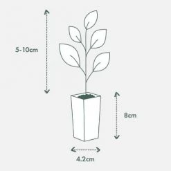 Shrubs Leptospermum Scoparium Ballerina Hedging Plants