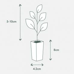 Shrubs Osteospermum Ecklonis Serenity White