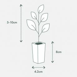 Shrubs Grevillea Orange Marmalade