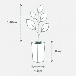 Plants In A Box Heliotrope Marino Blue 9 Plants In A Box Heliotrope Marino Blue