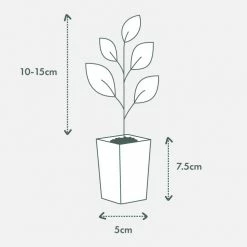 Viburnum Odoratissimum Emerald Lustre Tall Hedge Pack