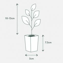 Indoor Garden Anthurium Jambo Red