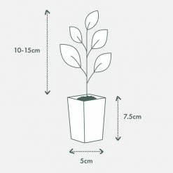 Shrubs Agapanthus Blitzza™️ Plant Pack Border Plants