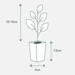 Indoor Garden Climbing Plants Assorted Hoya Plant Box