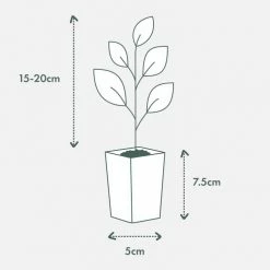 Shrubs Olive Tree Olea Europaea Manzanillo