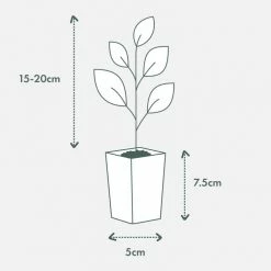 Indoor Garden Easy Care Plants The Water Propagation Box 18 Indoor Garden Easy Care Plants The Water Propagation Box