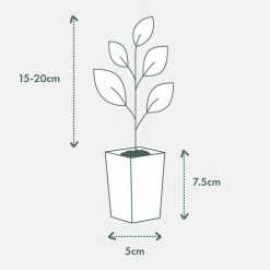 Shrubs Olive Tree - Olea Europaea Bambalina