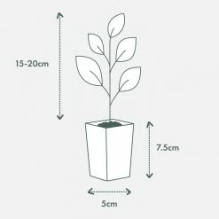 Hedge Syzygium Australe 'Select Form' Lilly Pilly Screening Pack Hedging Plants