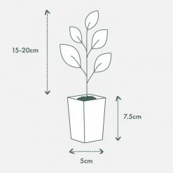 Shrubs Olive Tree - Olea Europaea Arbosana