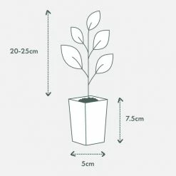 Shrubs Acronychia Imperforata