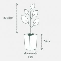 Shrubs Russelia 'Tangerine Falls' Firecracker Plant