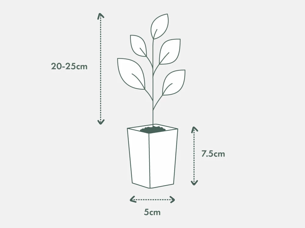Shrubs Ground Covers Juniperus Conferta 7 Shrubs Ground Covers Juniperus Conferta