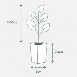 Plants In A Box Agapanthus Orientalis Silver Baby