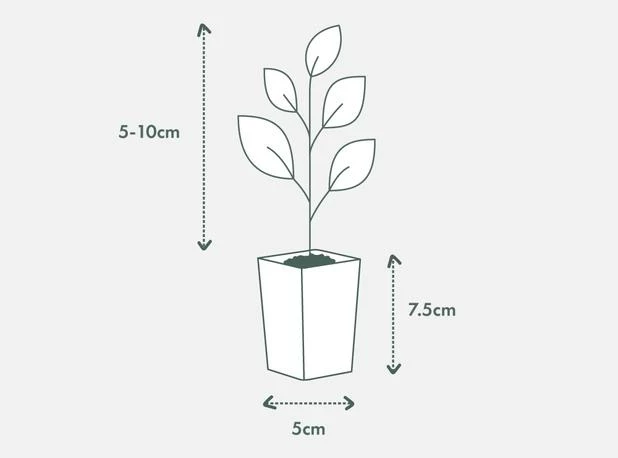 Shrubs Camellia Sasanqua Cherilyn 7 Shrubs Camellia Sasanqua Cherilyn